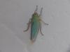 Cicadella viridis